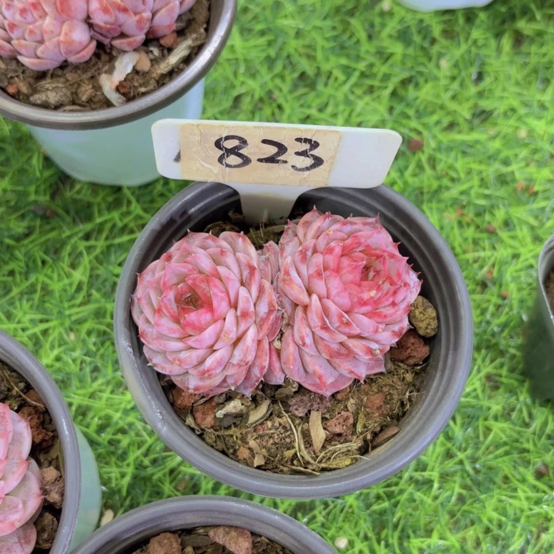 ?****?我的小可爱们都好可爱