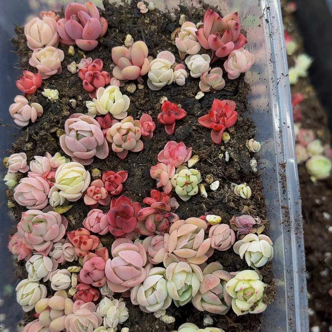 多肉植物多肉植物667