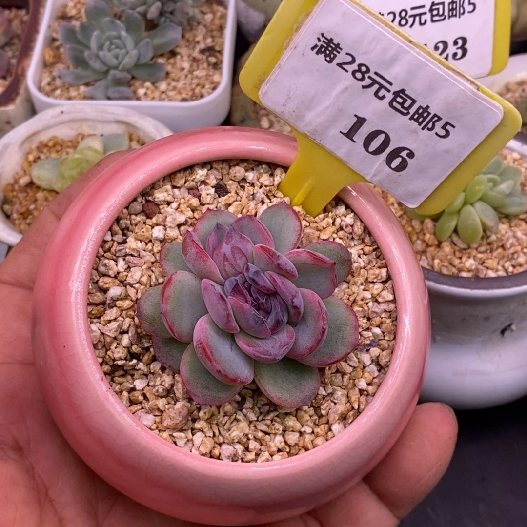 5106黑橙子缀多肉……