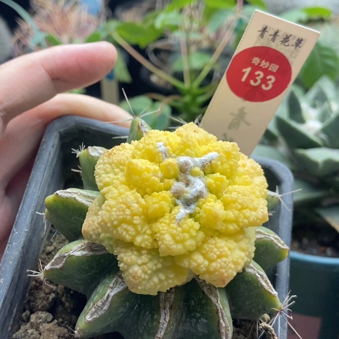 嫁接哥斯拉龟甲牡丹锦5cm