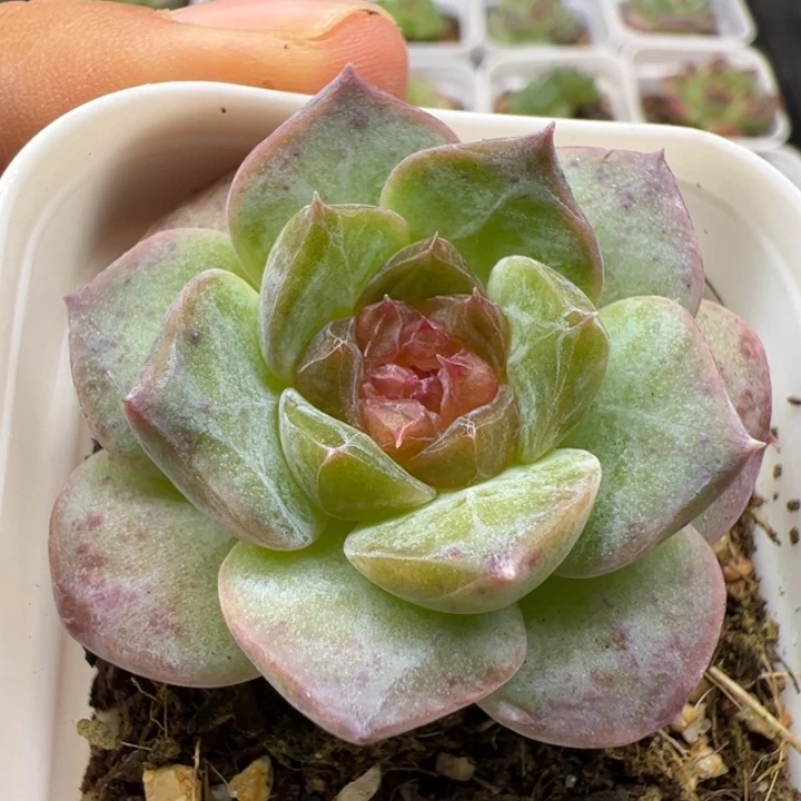 一物一拍精品糖心5-5