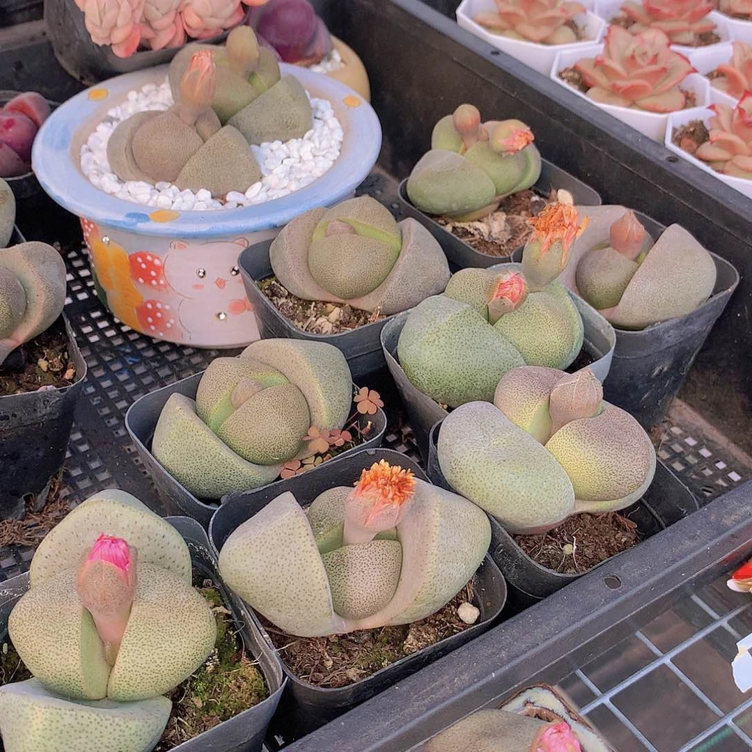 大绿元宝335678999000