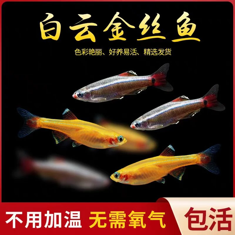 白云金丝鱼活体小型唐鱼冷水鱼观赏原生鱼瑰丽长尾灯科鱼群游鱼