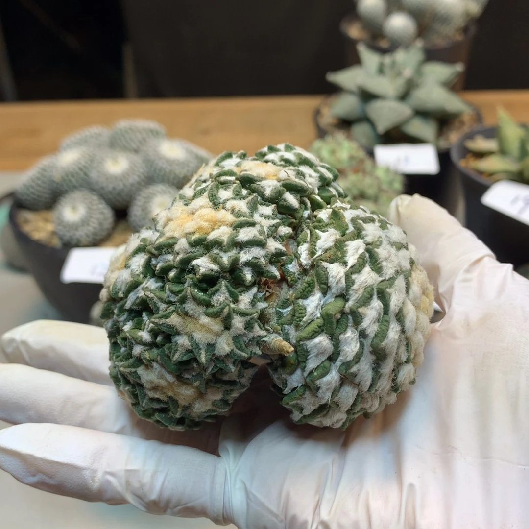 26号   群生 黑牡丹(无根)