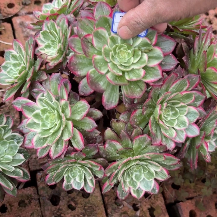 莲花多肉断枝不包53