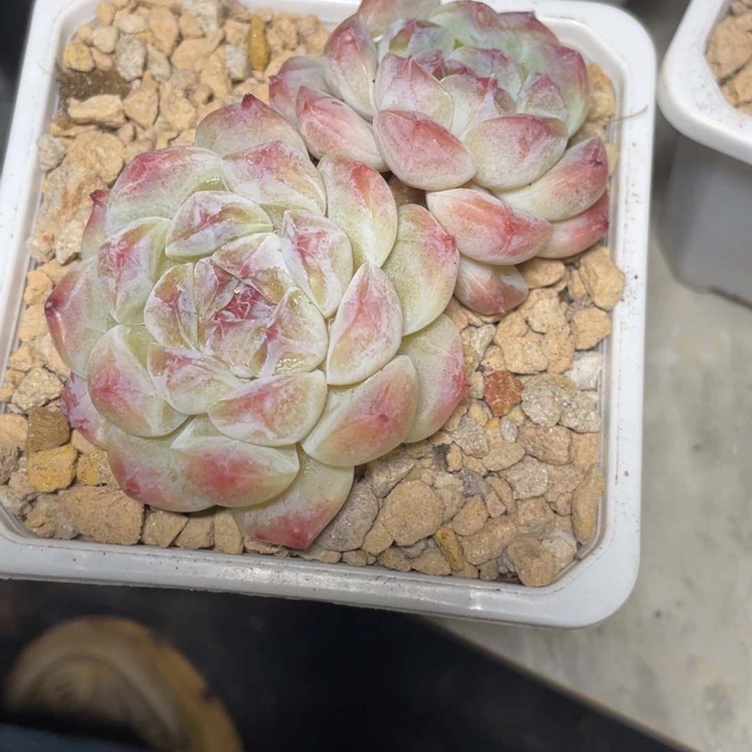 糖心冰魄双头满35包邮