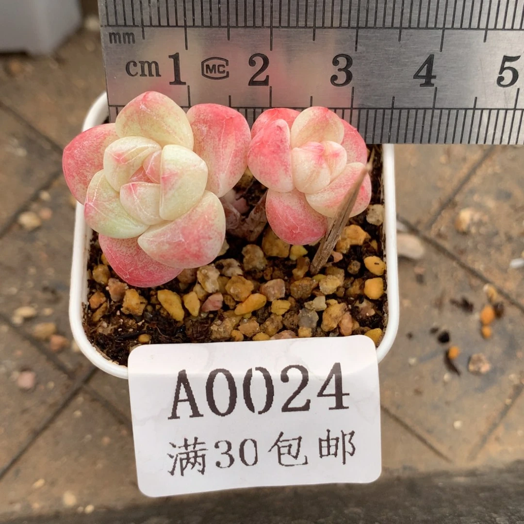 24。mini小脸树桩冰玉。