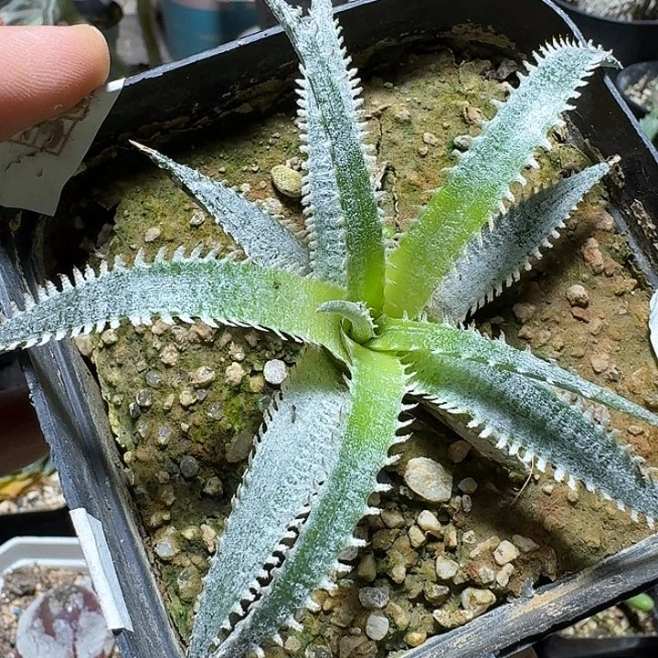461拉链沙漠凤梨脱土发货