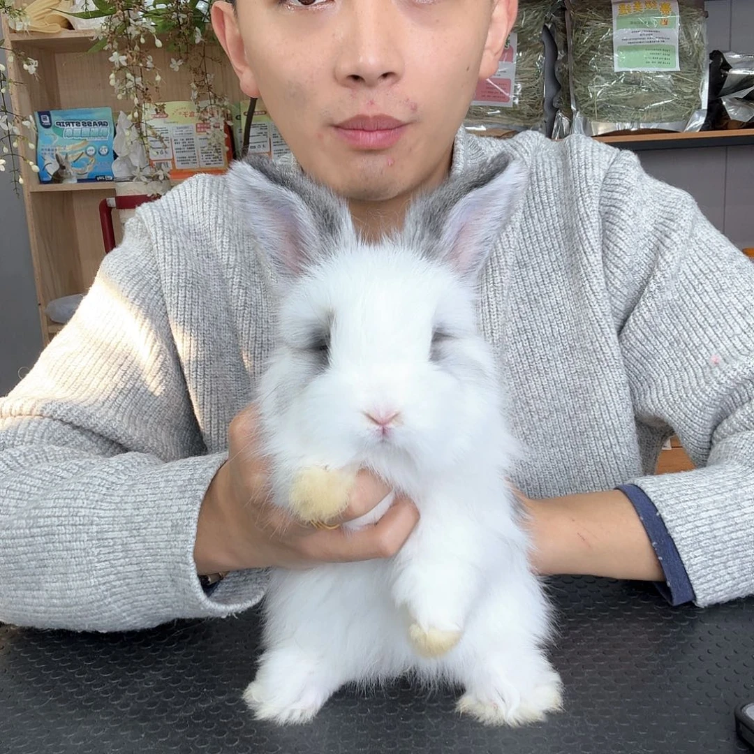 安哥拉兔净碎 妹妹 特价