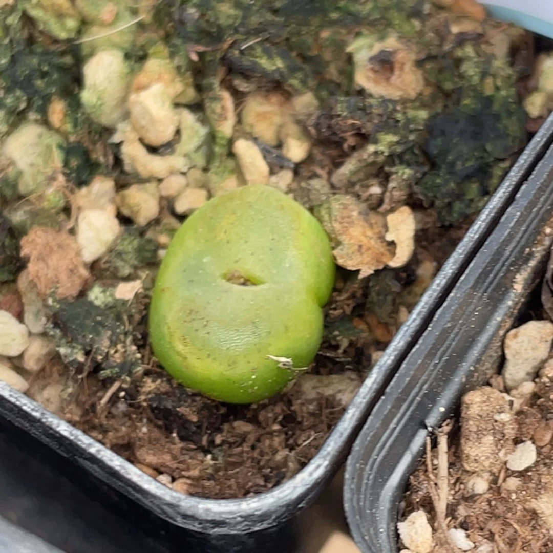 30-67水晶鞋多肉植物
