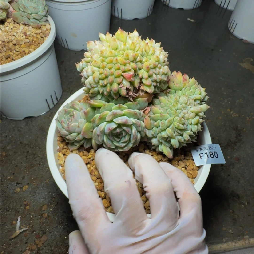 f f f f f f f f f 180