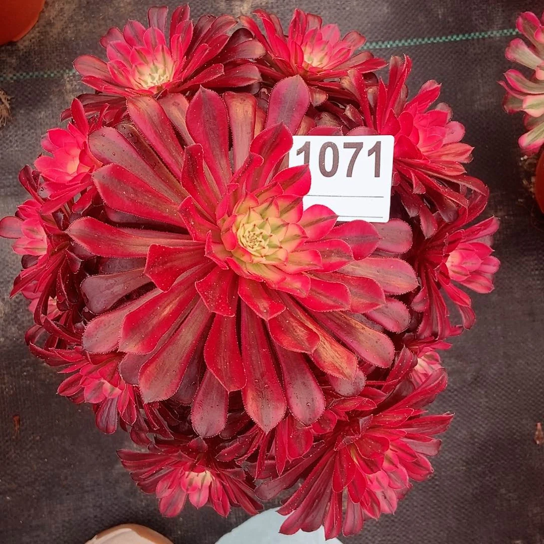 红陶1071黑铜白3多肉