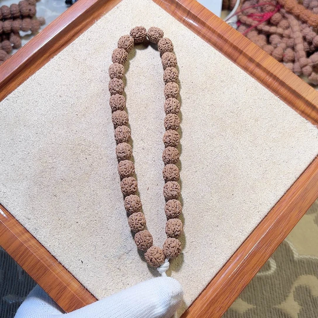 ****母印度尼西亚小金刚一代龙