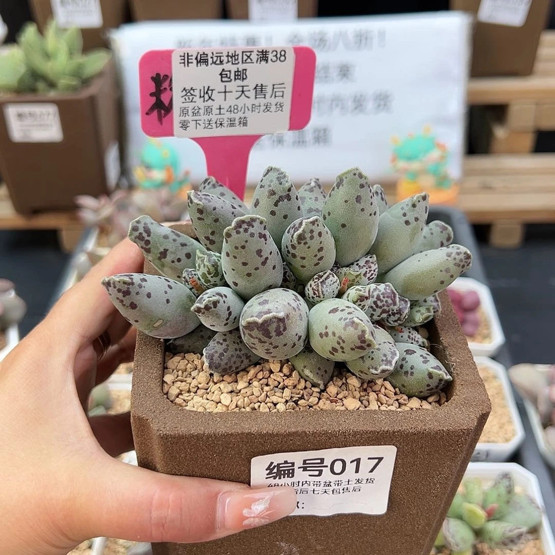 鸭*?017白肌海豹多肉植物