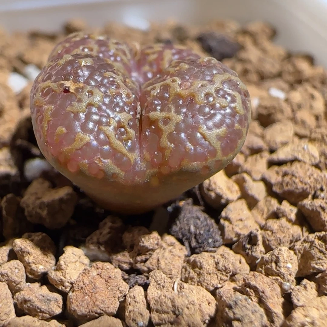 肉锥多肉植物组合-酒红泡泡勋372