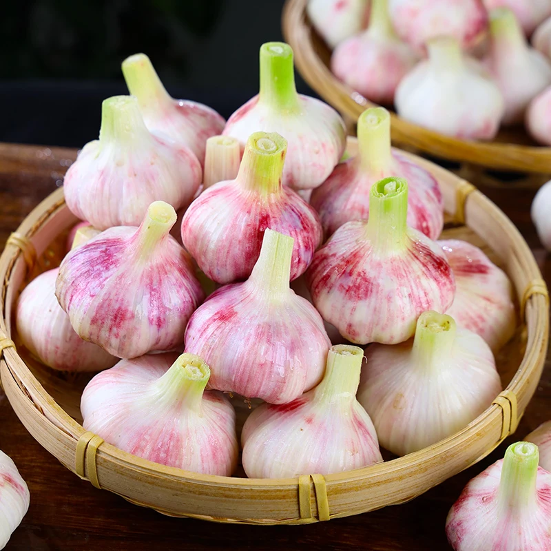 新鲜紫皮大蒜现采现挖5/9斤可腌制腊八蒜鲜大蒜