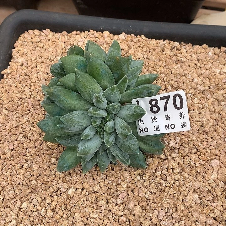 重楼缀化 多肉植物，9.28号发