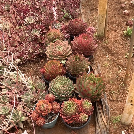 开**好美肉特价活动开始啦