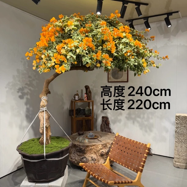 严天盆景｜精品老桩黎明三角洲三角梅盆景