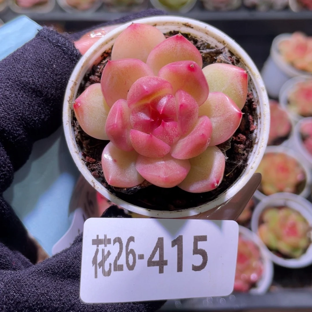 花利美26-415福利珍妮