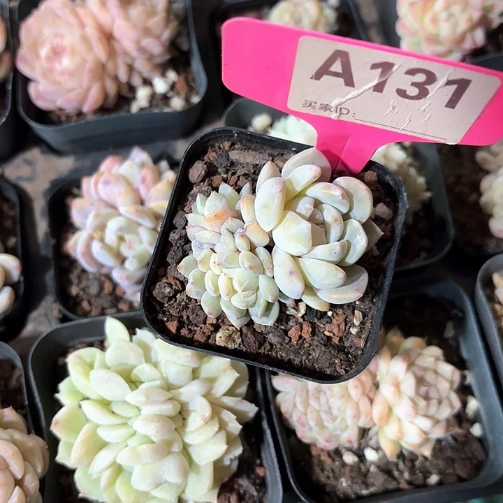 ?****?c b x f g h h 131