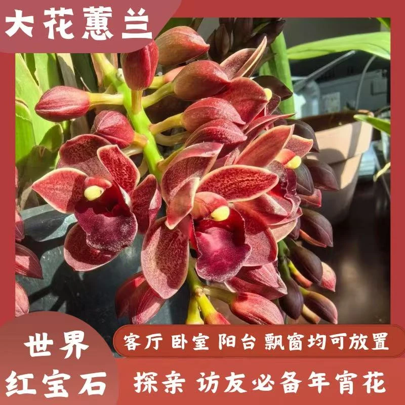 【世界红宝石】大花蕙兰4花剑起发桌面款栽种好带花苞发货
