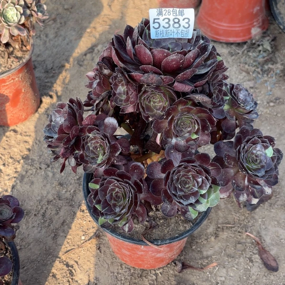 麦***雅N. 5383美人多肉1，bab