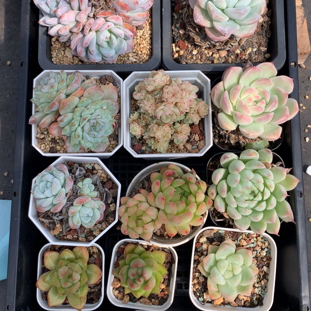 1005-10 套餐一组