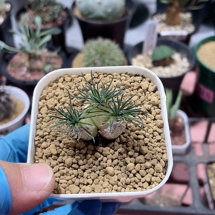 895毛叶迷你海葱3头