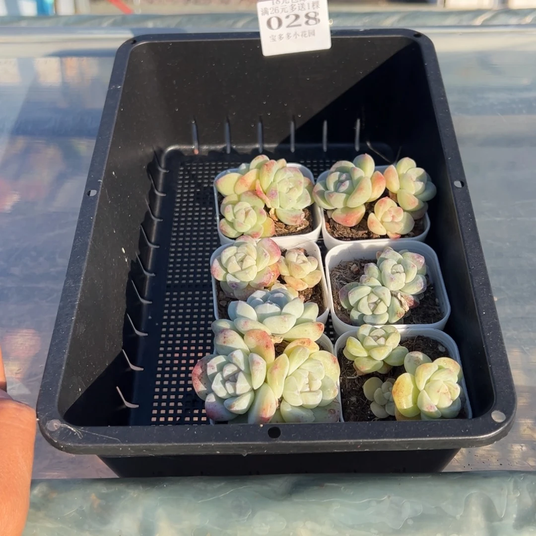 五***_028号到手一筐不包整散一物一拍