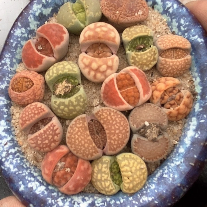 生石花一颗