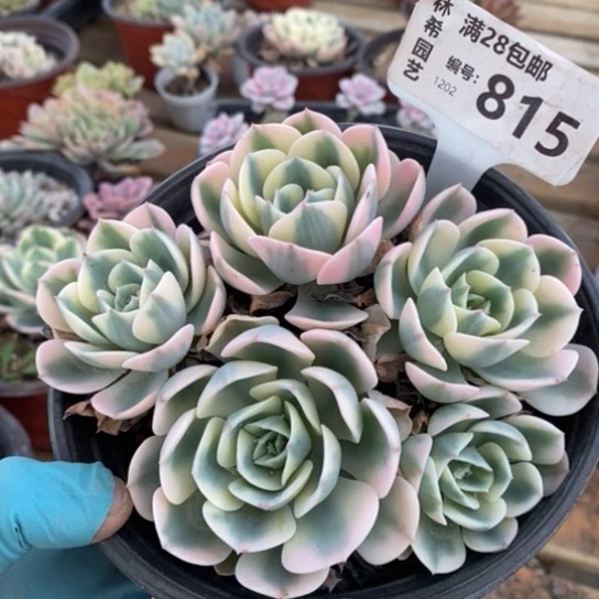 815一一一一一一一一一