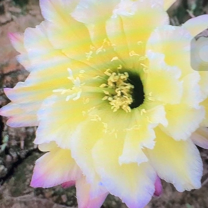 杜兰戈侧芽5公分左右毛花柱