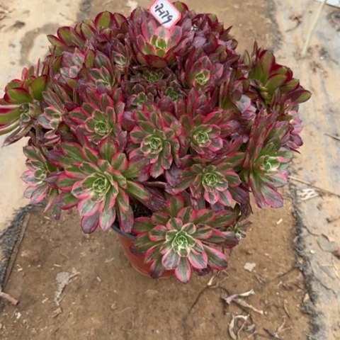 17-179安娜多肉植物