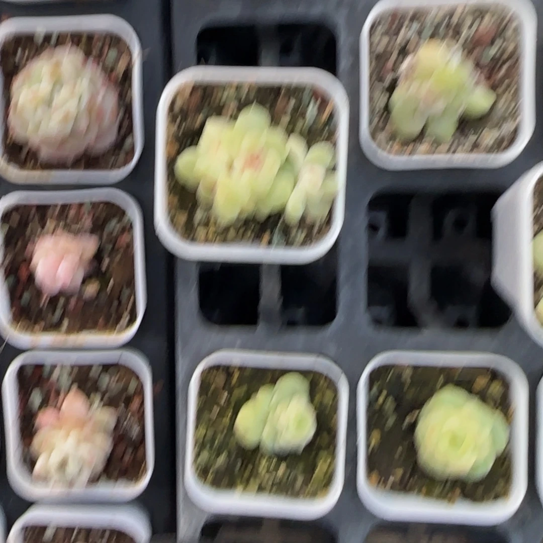 三头C14 盆一个满25包邮