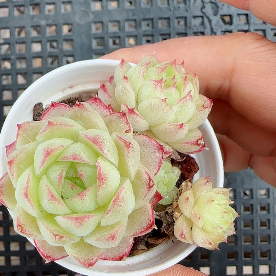 【闪购商品】0510-74女王福利