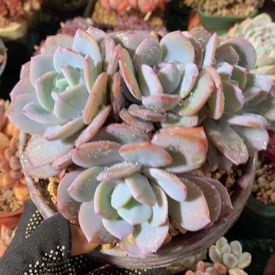 奶茶15 公分一物一拍