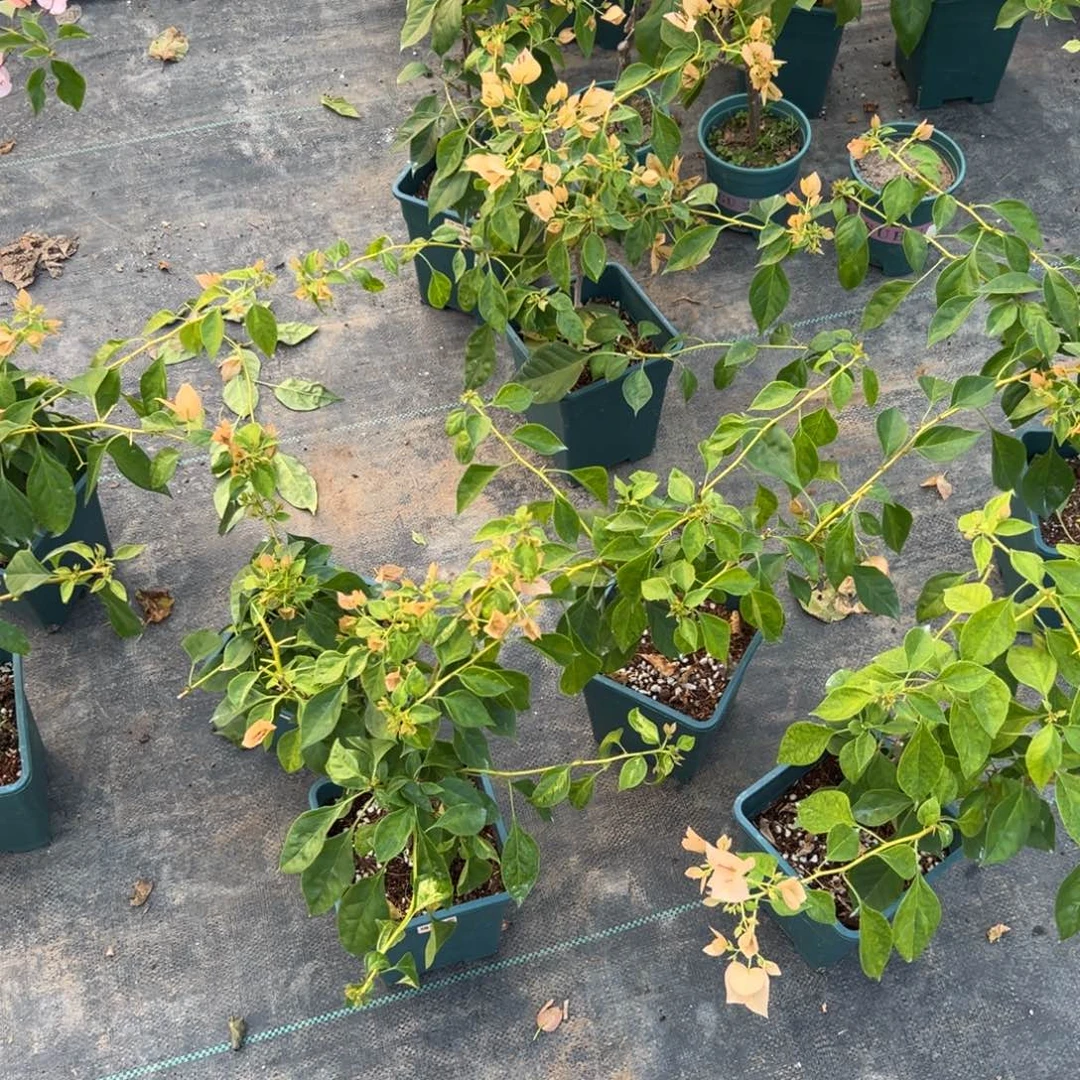 无花朵【暗斑马斯一棵】随机发货福利款不售后