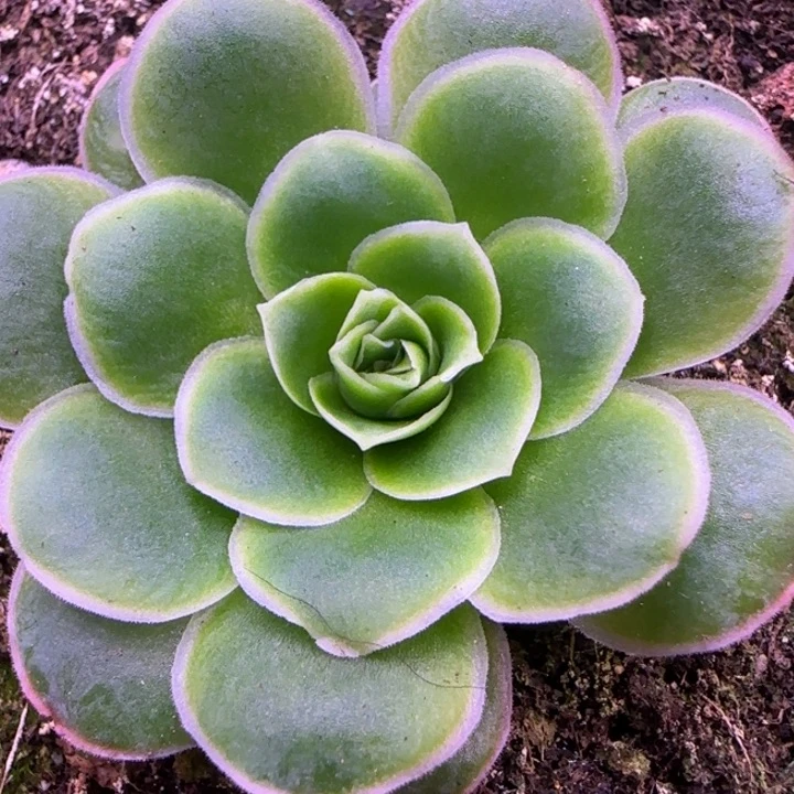 单头4厘米光面1312424573734343