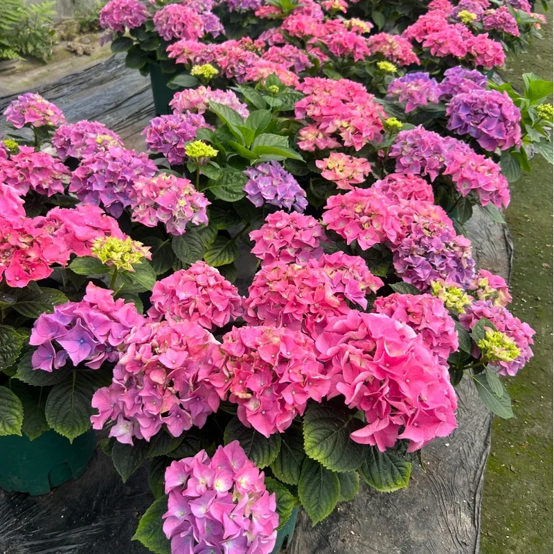 【万紫千红】绣球盆栽庭院阳台可地栽新手易养护四季种植新老枝开花