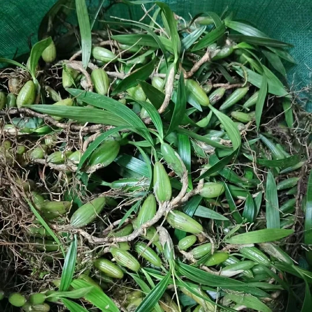 石豆兰石橄榄新鲜地草果双叶中果石仙桃炖汤带根叶子发货鲜货