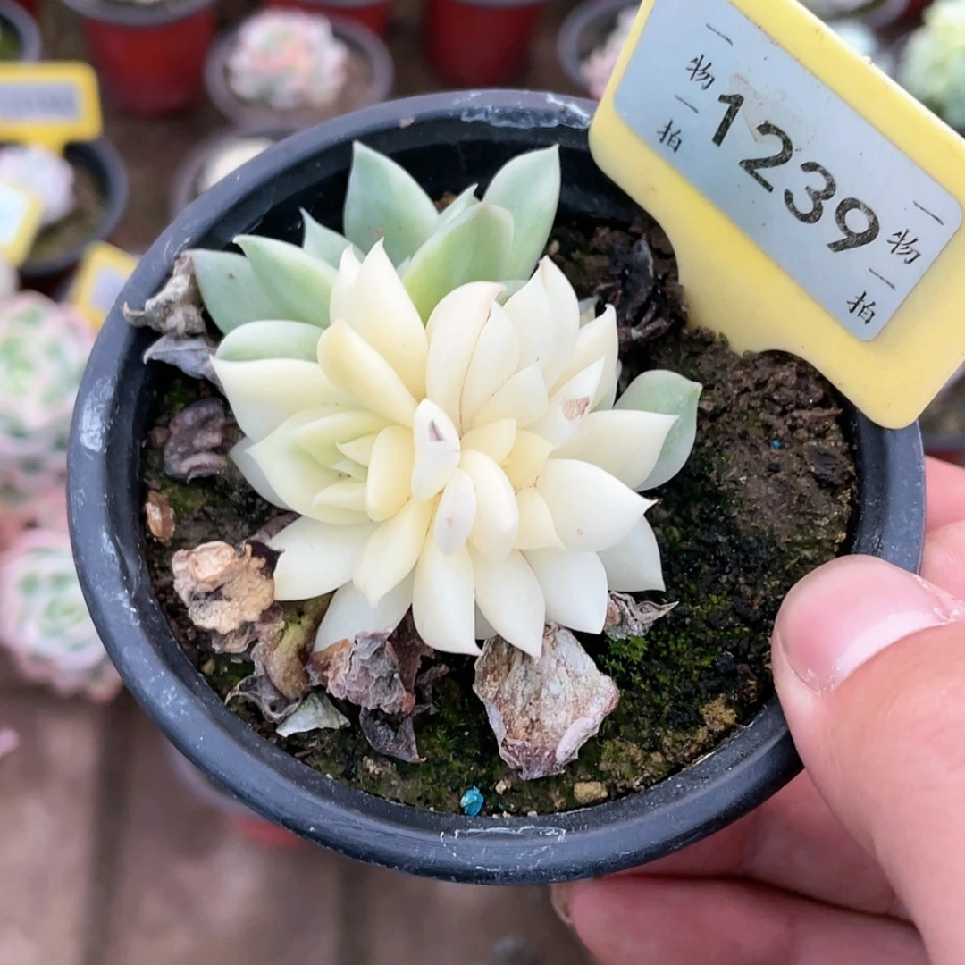 【闪购商品】唐*生1239号