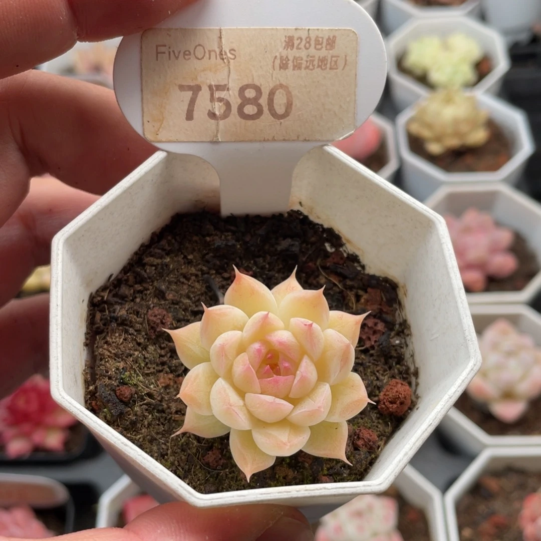 女王麦7580-4厘米