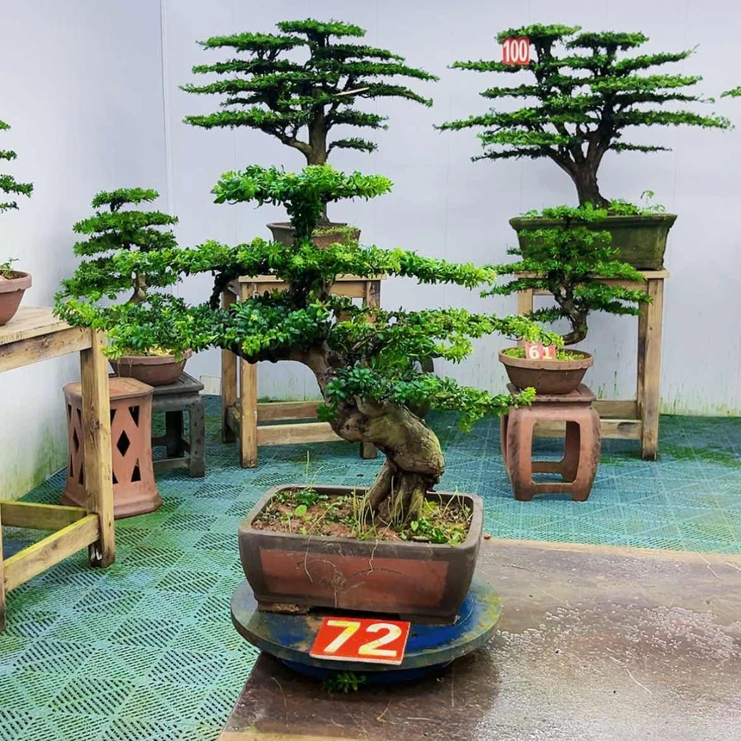 【闪购商品】无花朵5****7