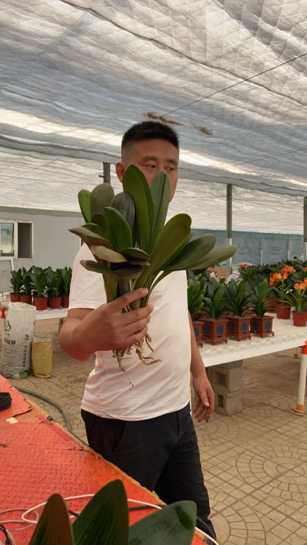 君子兰大棚福利5颗裸根发