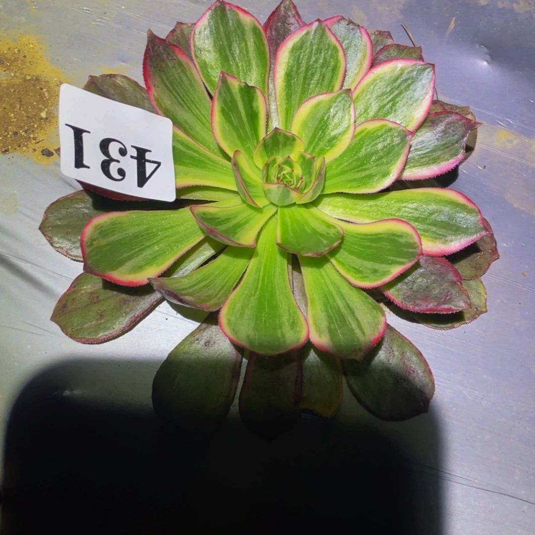 431万圣节粉拉丝多肉