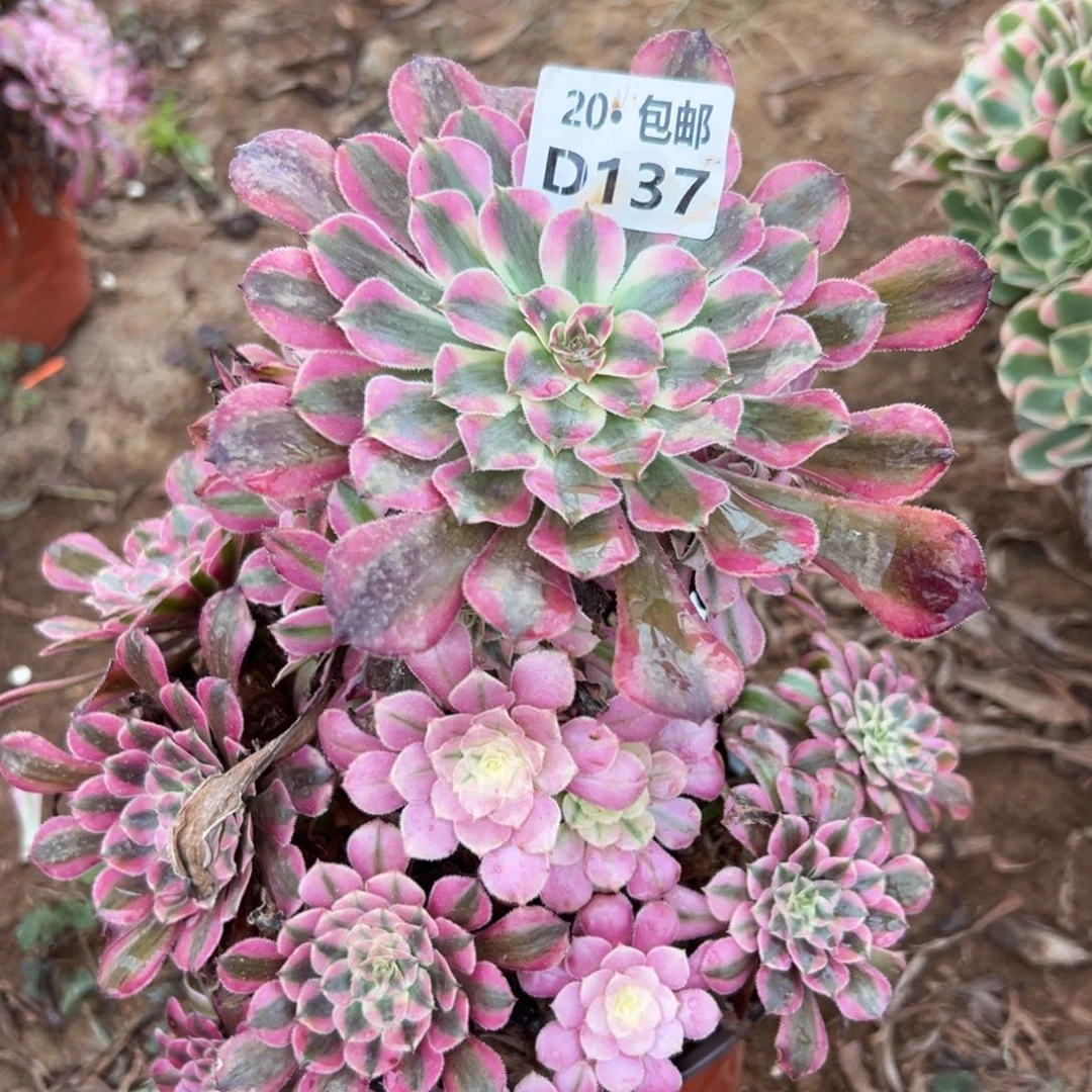 137红铜白，满20包邮
