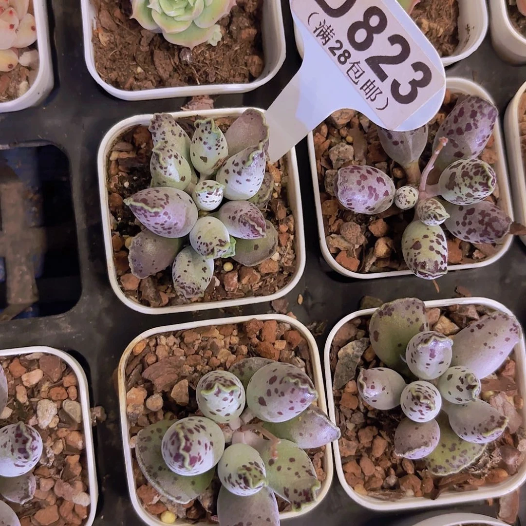 D823海报一物一拍