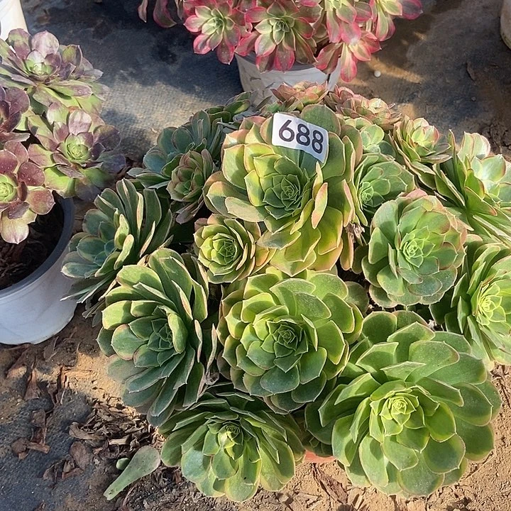 奶白多肉688多肉不包断