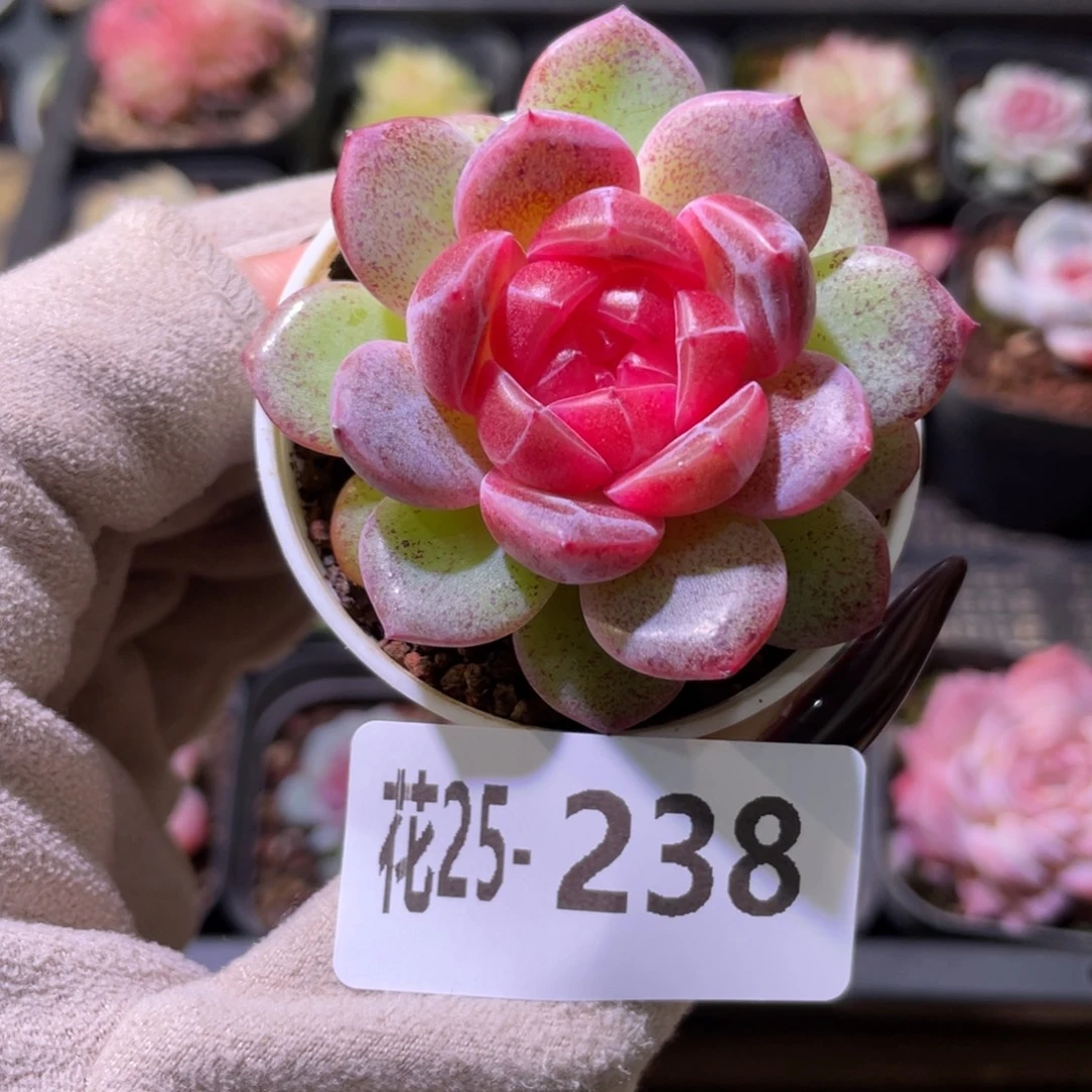 花利美25-238绯瞳